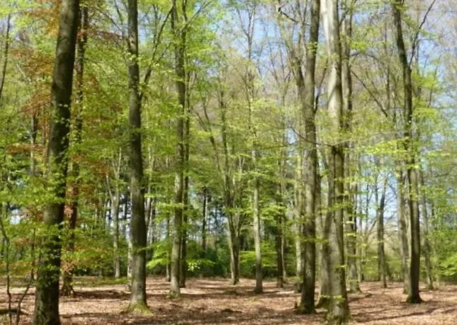 Holiday home De Baander Baak